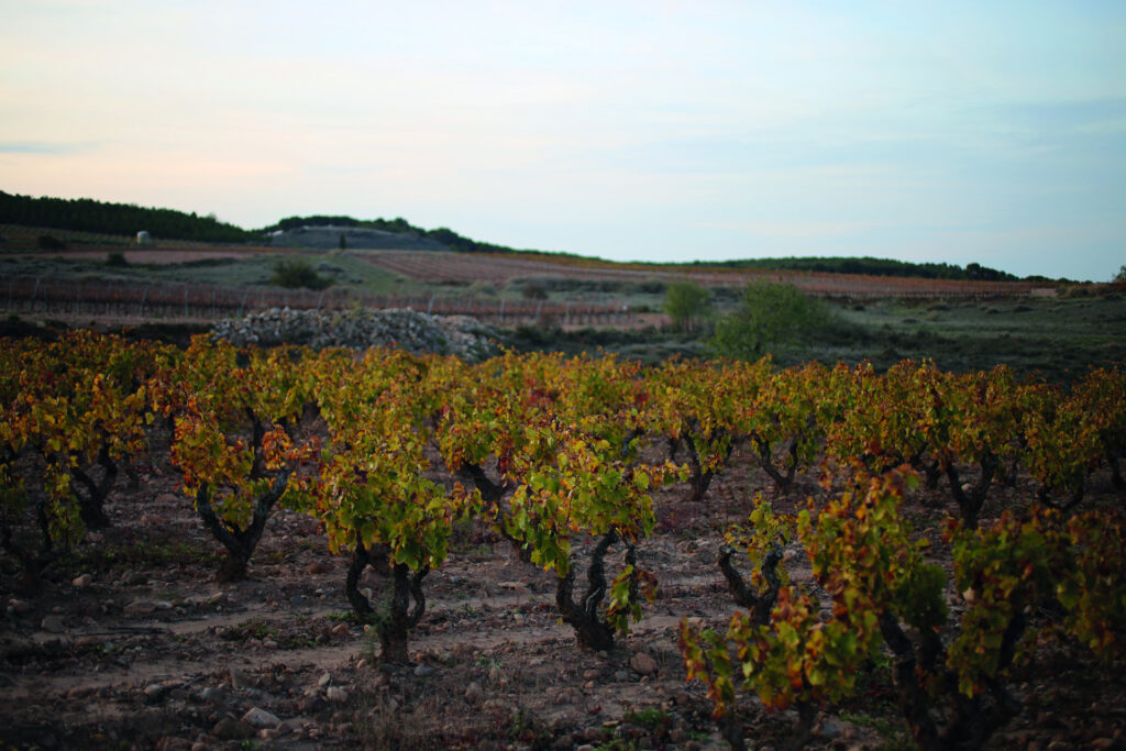 temerario vinos, vino tinto, vinos rioja alta vinos de rioja, vino garnacha, viñedos familiares la rioja, vino Aldeanueva de ebro, vinos rioja alta, vinos de rioja alta, vinos de rioja