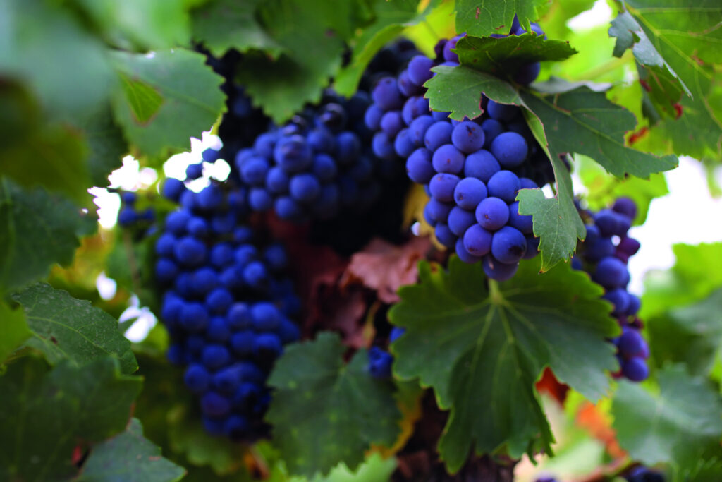 temerario vinos, vino tinto, vinos rioja alta vinos de rioja, vino garnacha, viñedos familiares la rioja, vino Aldeanueva de ebro, vinos rioja alta, vinos de rioja alta, vinos de rioja